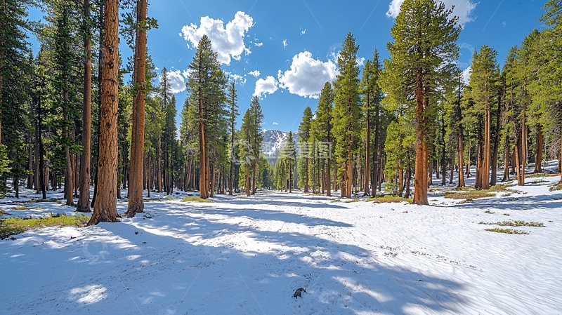 高清大图下载【趣麦麦图】森林雪地阳光明媚