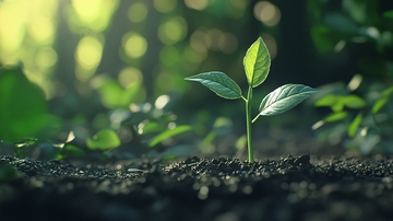 森林中破土而出的幼苗