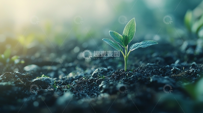 高清大图下载【趣麦麦图】嫩芽破土而出5