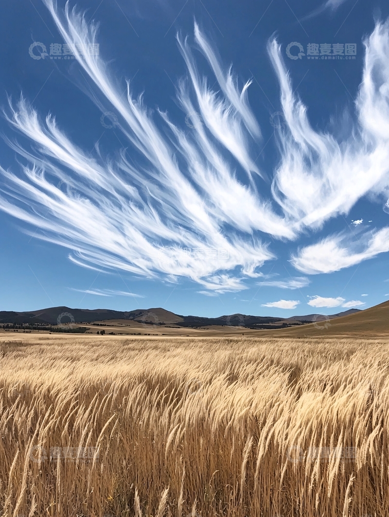 高清大图下载【趣麦麦图】麦田上空奇特的羽毛状云