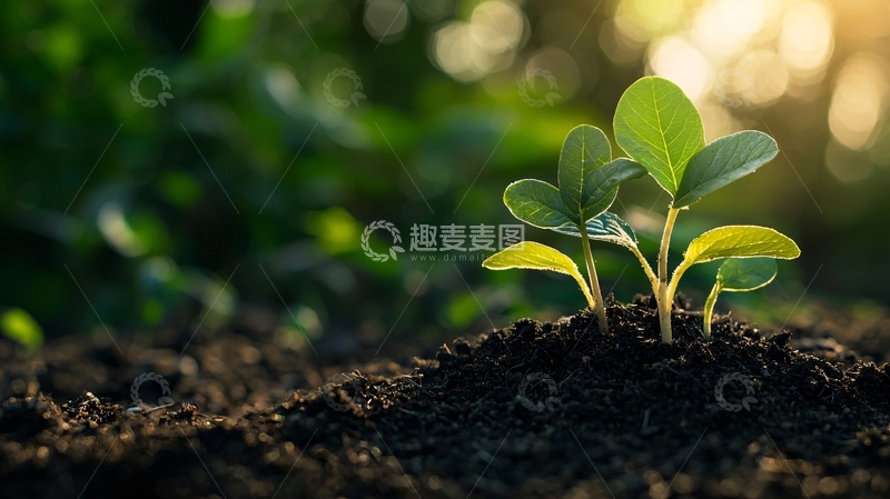高清大图下载【趣麦麦图】阳光下破土而出的幼苗