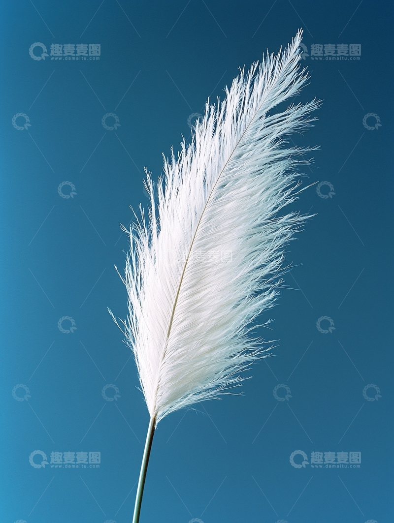 高清大图下载【趣麦麦图】白色芦苇花