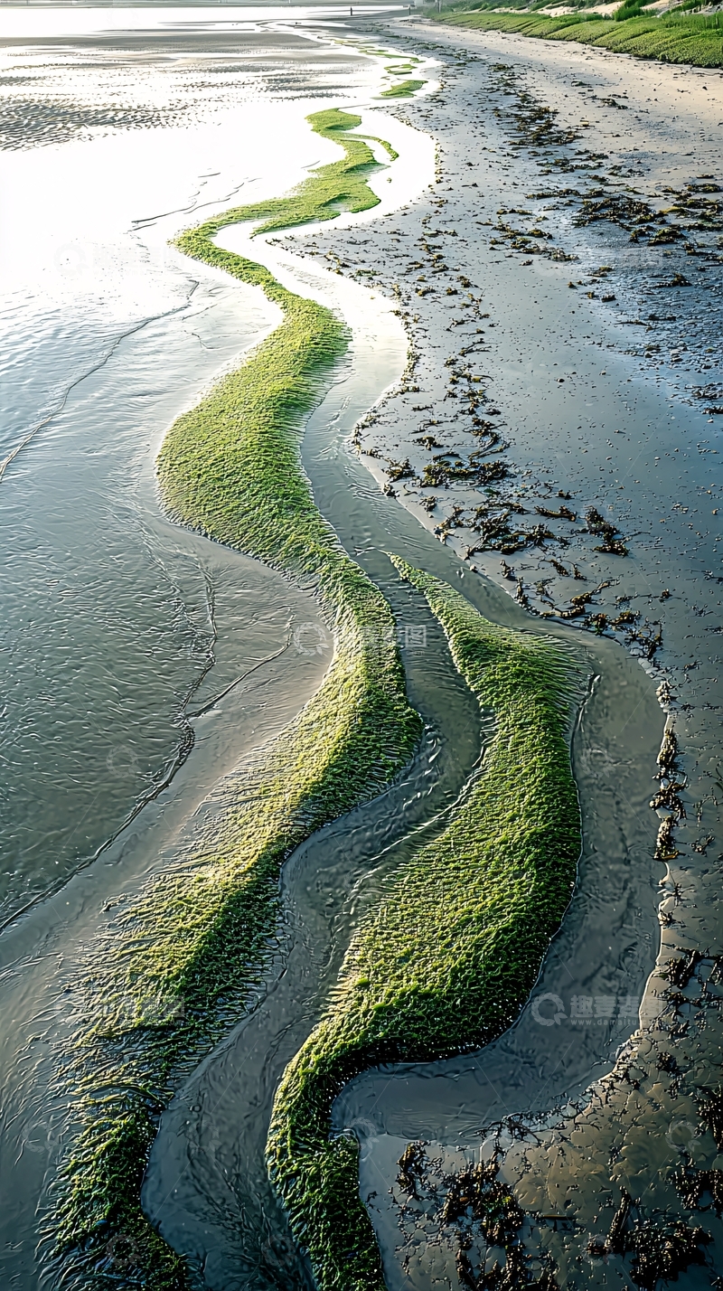 高清大图下载【趣麦麦图】海滩绿藻蜿蜒沙洲