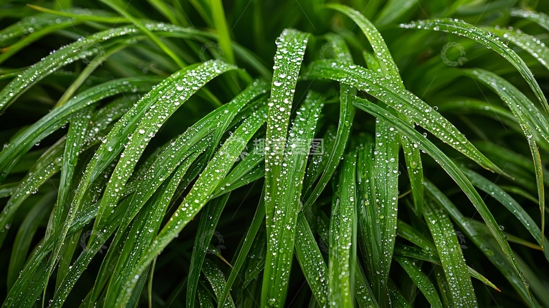 高清大图下载【趣麦麦图】草叶上的露珠特写