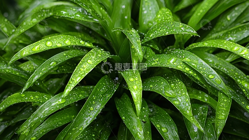 高清大图下载【趣麦麦图】翠绿叶片上的水珠