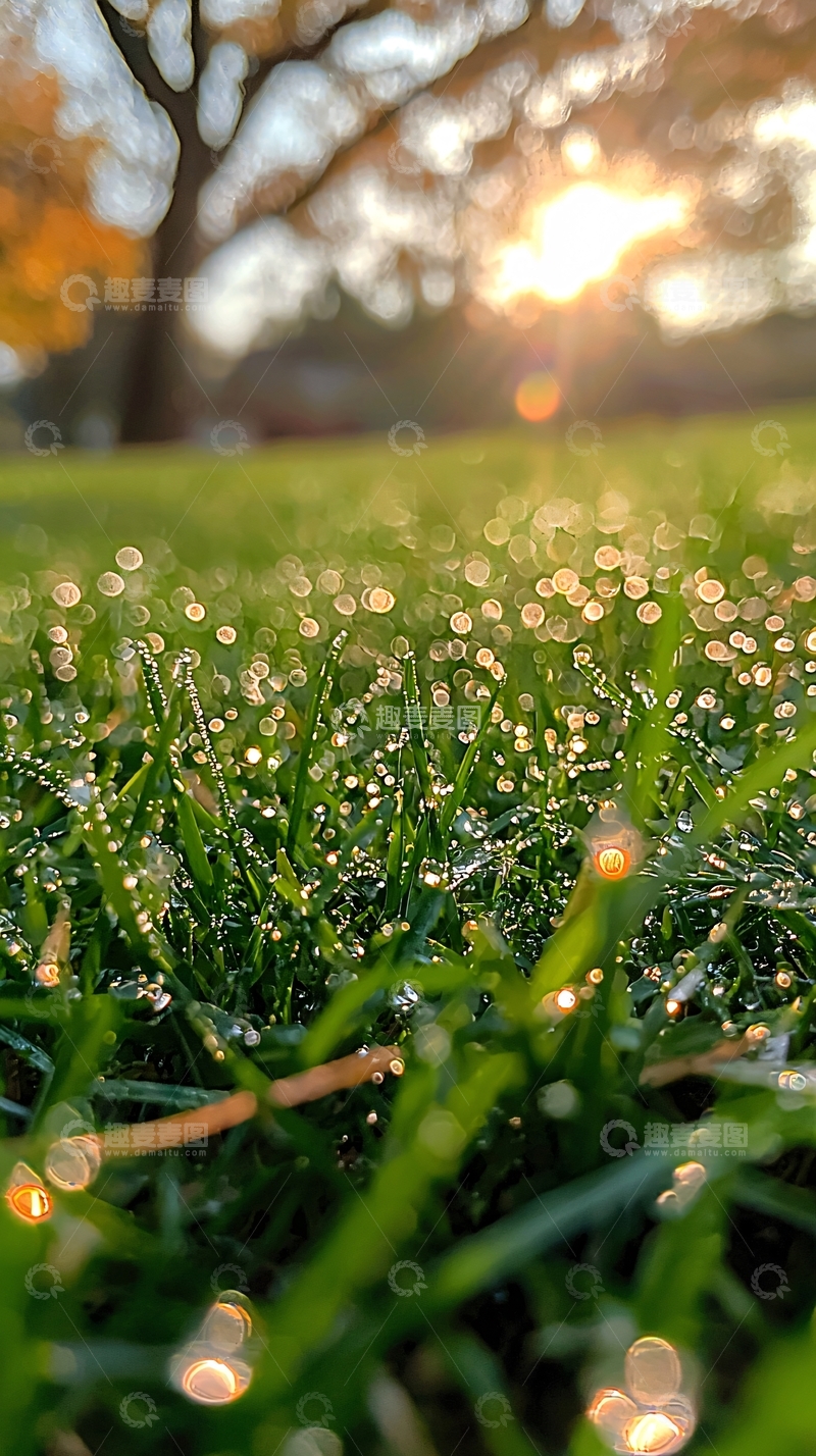 高清大图下载【趣麦麦图】露珠草地阳光