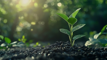 阳光下的小苗19