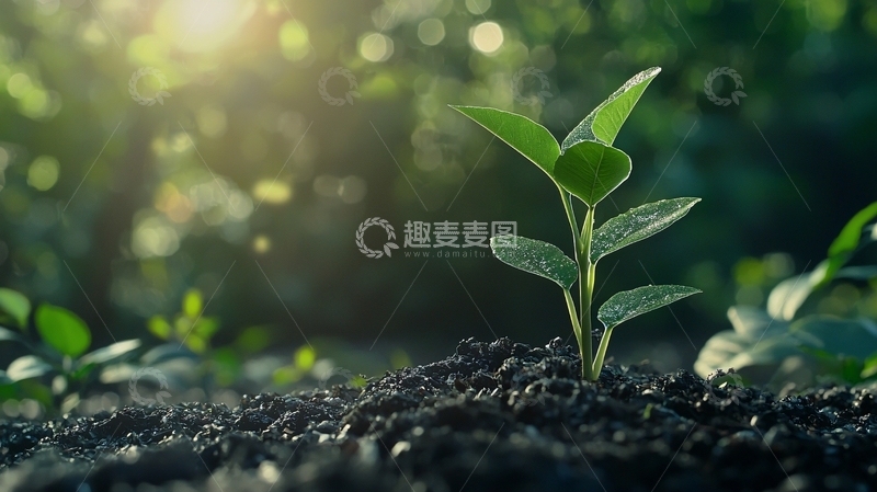 高清大图下载【趣麦麦图】阳光下的小苗19