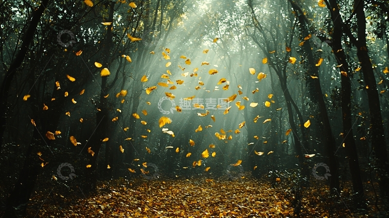 高清大图下载【趣麦麦图】秋季森林落叶