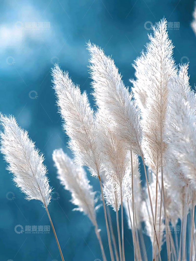 高清大图下载【趣麦麦图】白色芦苇