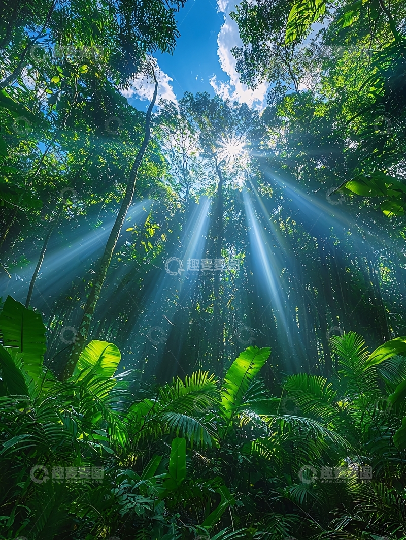高清大图下载【趣麦麦图】阳光穿透茂密森林