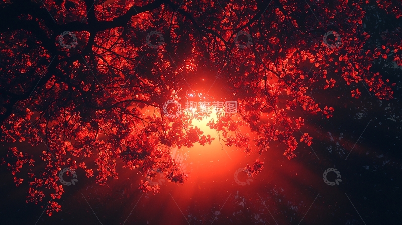 高清大图下载【趣麦麦图】红叶下的阳光