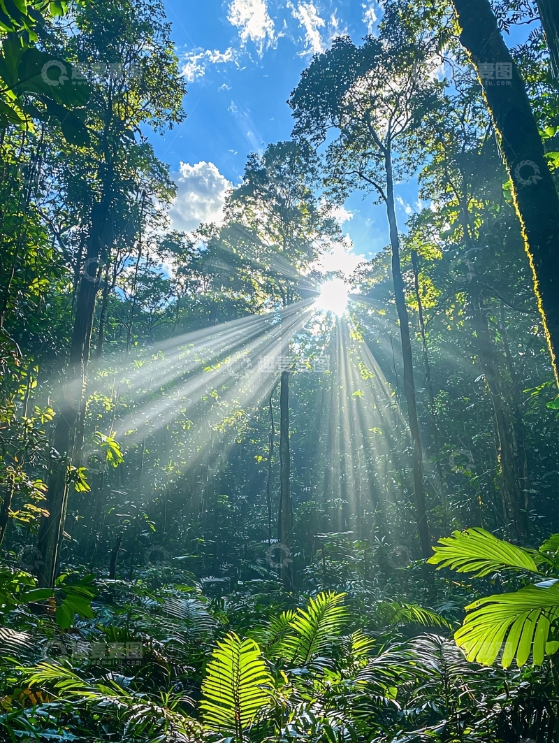 高清大图下载【趣麦麦图】森林阳光穿透树叶