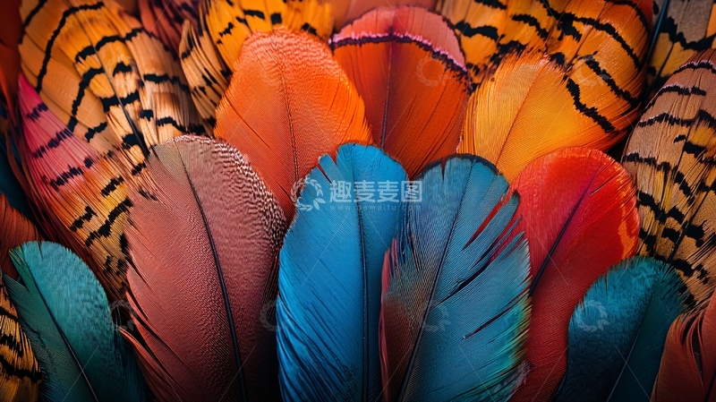 高清大图下载【趣麦麦图】色彩鲜艳的鸟类羽毛