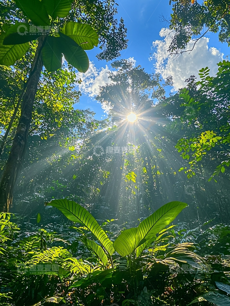 高清大图下载【趣麦麦图】阳光穿过茂密森林