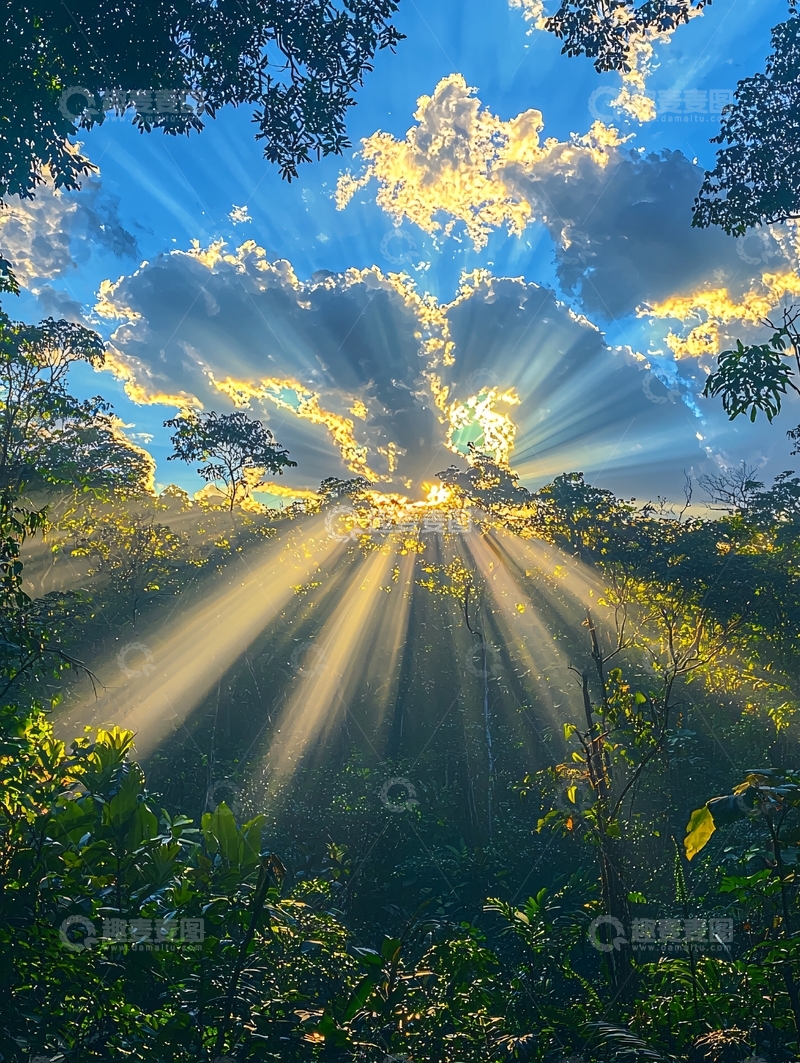 高清大图下载【趣麦麦图】阳光穿透森林的光芒