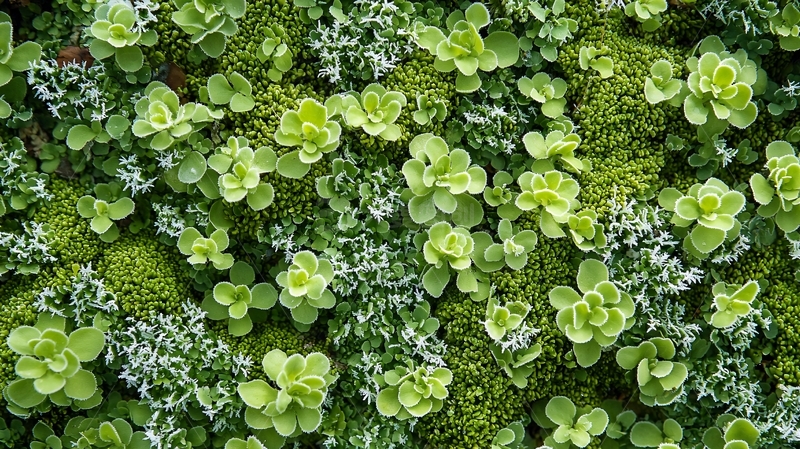 高清大图下载【趣麦麦图】绿色植物墙