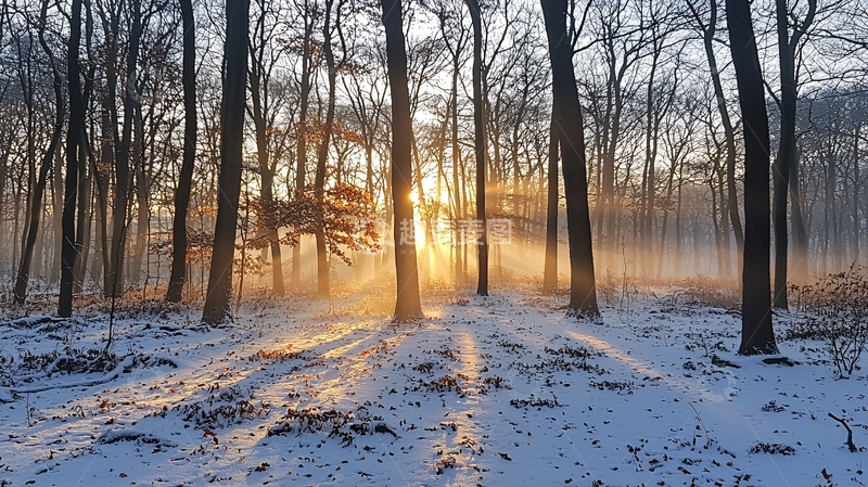 高清大图下载【趣麦麦图】冬日阳光穿过树林