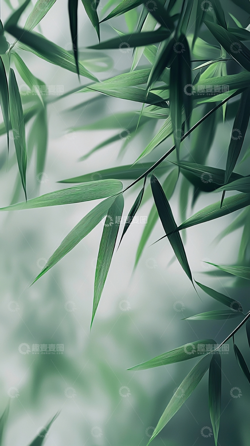 高清大图下载【趣麦麦图】绿意盎然的竹叶