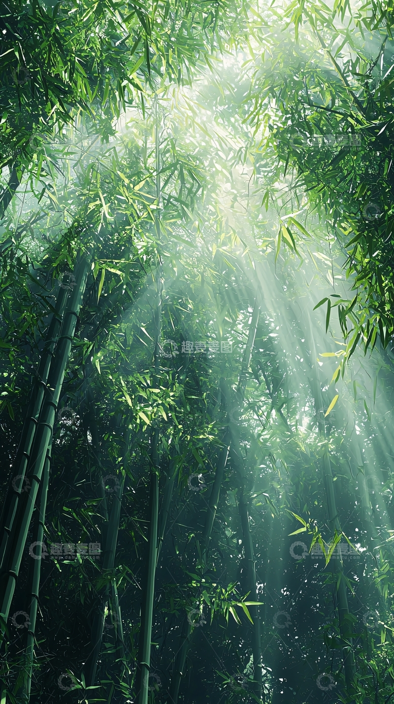 高清大图下载【趣麦麦图】阳光透过竹林