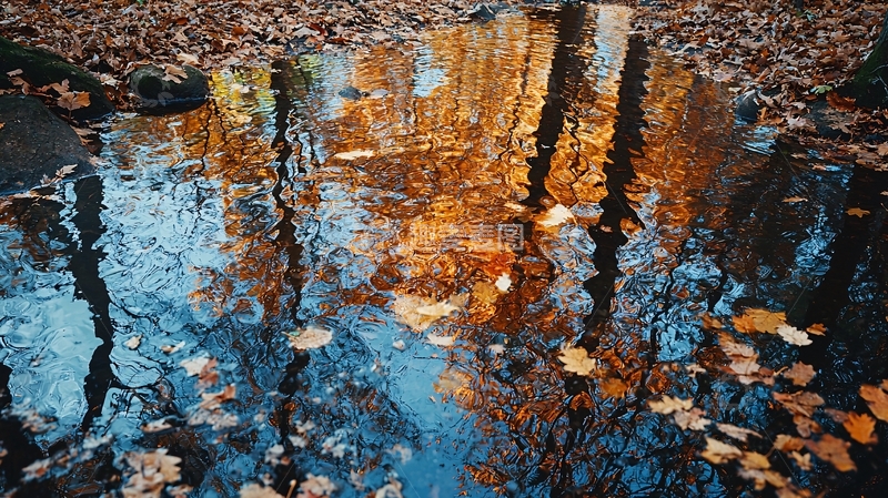 高清大图下载【趣麦麦图】倒影中的树木