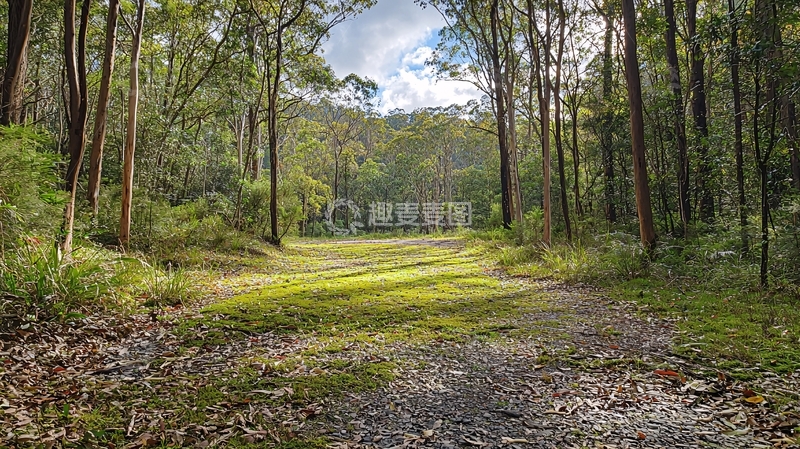 高清大图下载【趣麦麦图】森林空地阳光