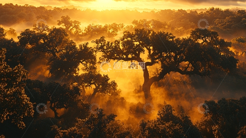 高清大图下载【趣麦麦图】阳光穿透雾气的森林