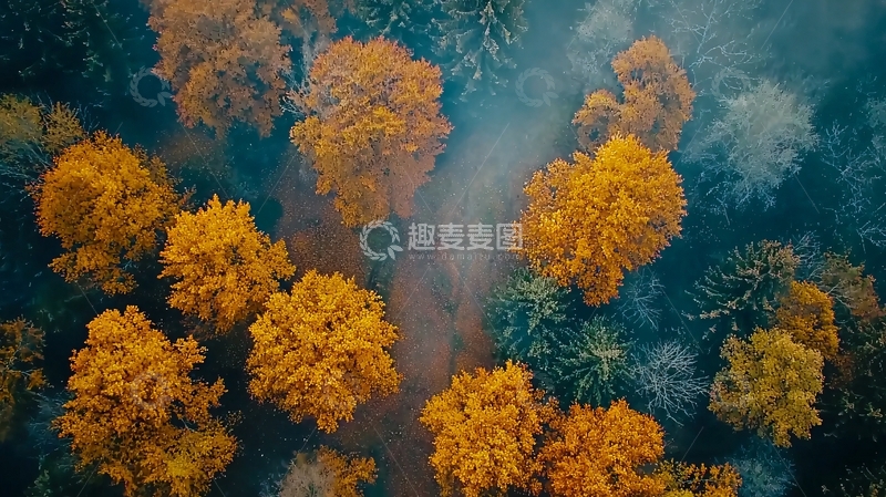 高清大图下载【趣麦麦图】秋日森林