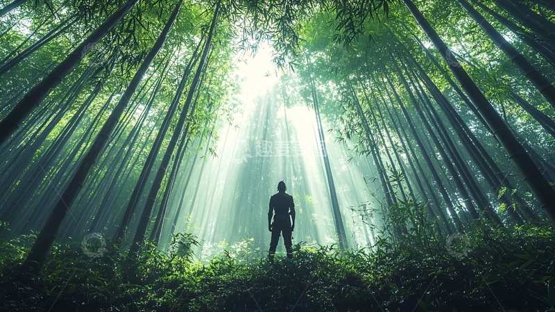 高清大图下载【趣麦麦图】竹林