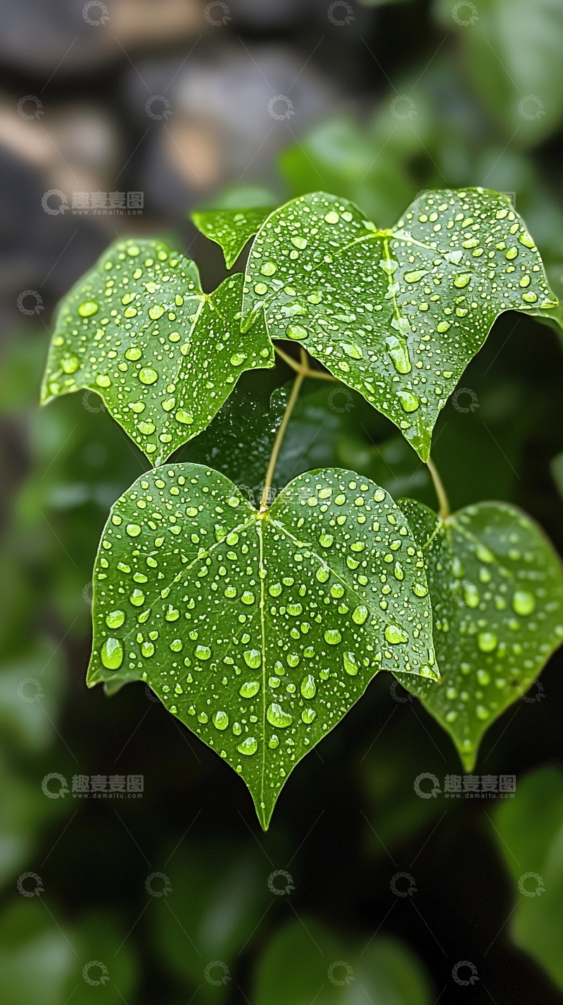 高清大图下载【趣麦麦图】雨后清新绿叶