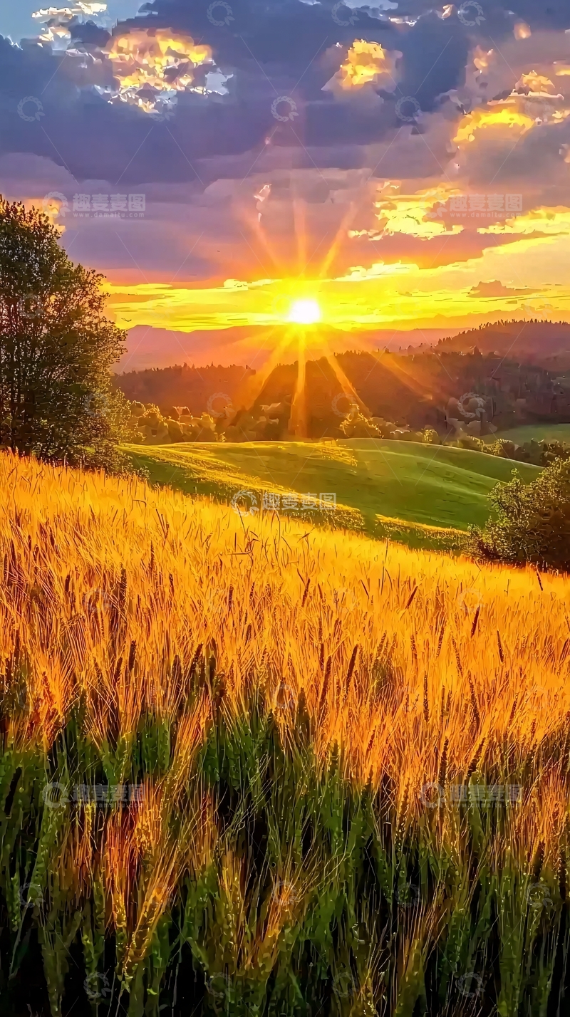高清大图下载【趣麦麦图】金色的麦田日落景色