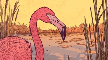 夕阳下粉红色火烈鸟