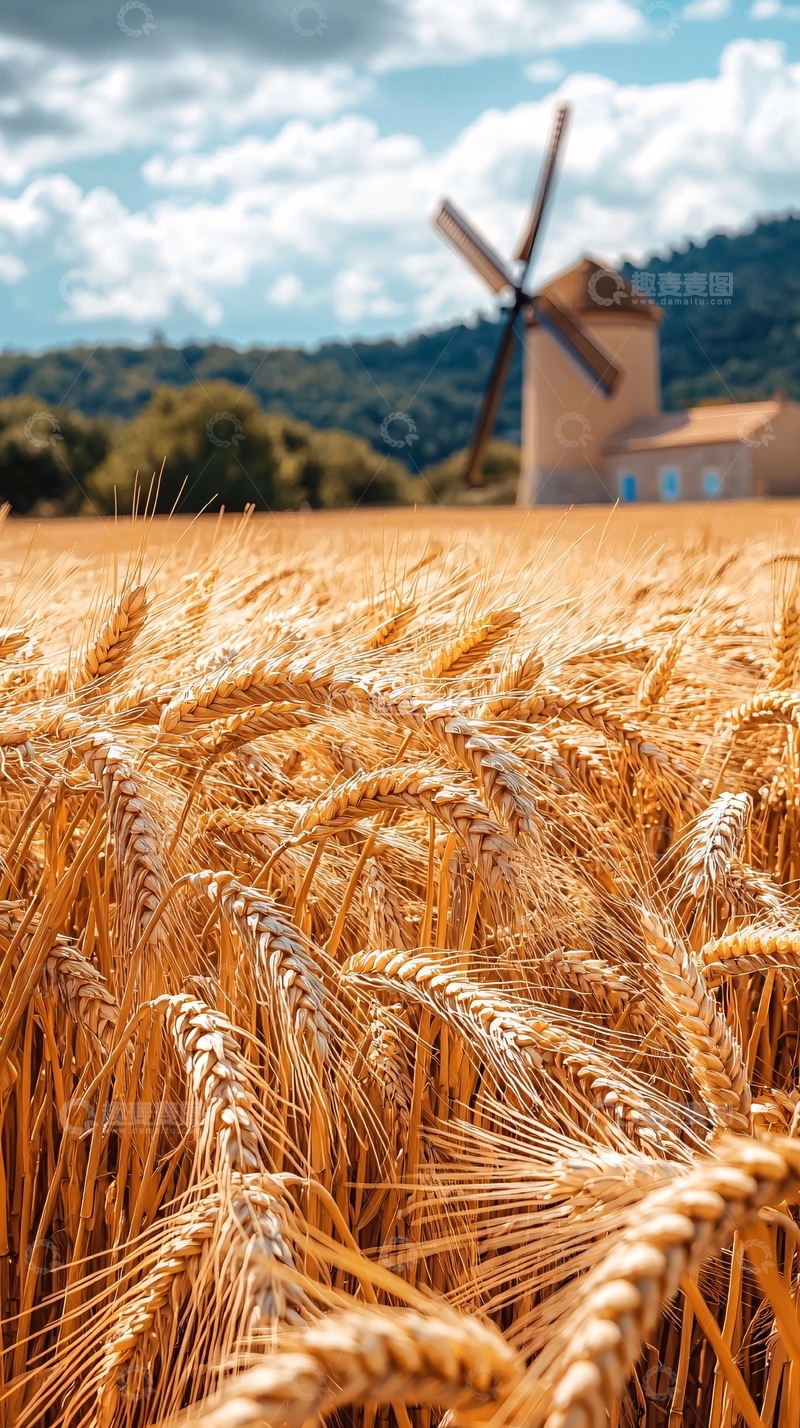 高清大图下载【趣麦麦图】金色麦田中的风车