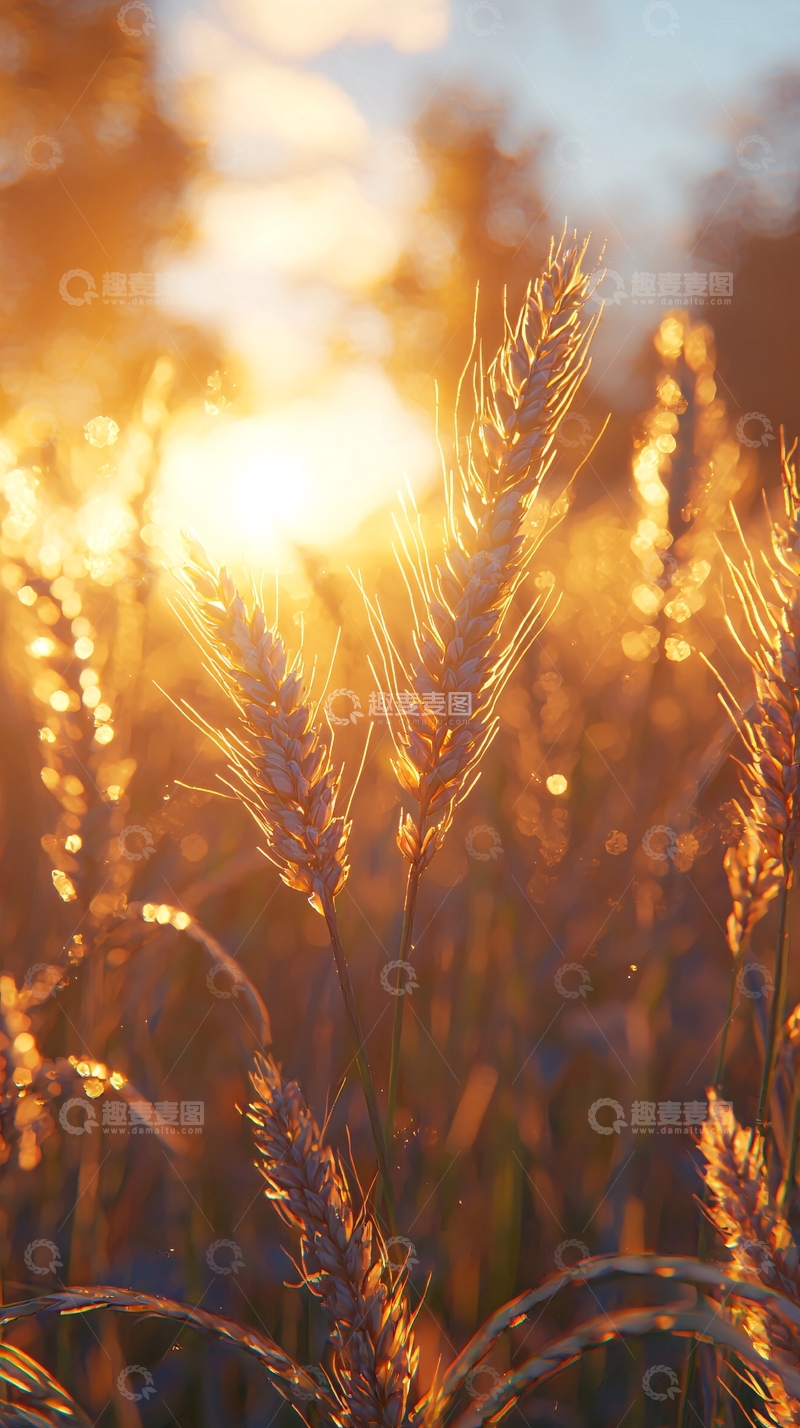 高清大图下载【趣麦麦图】金色的麦田