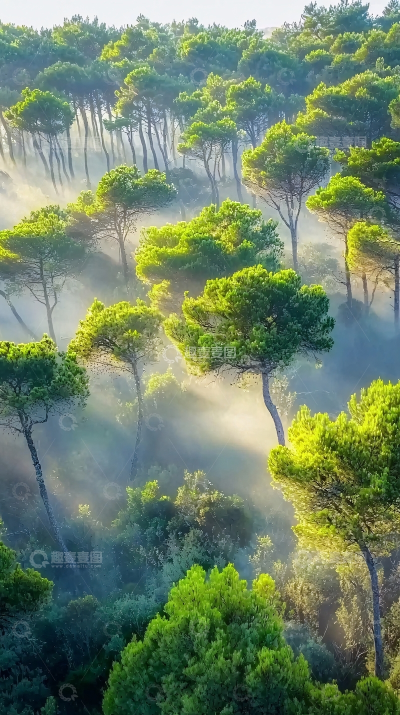 高清大图下载【趣麦麦图】阳光透过树林雾气
