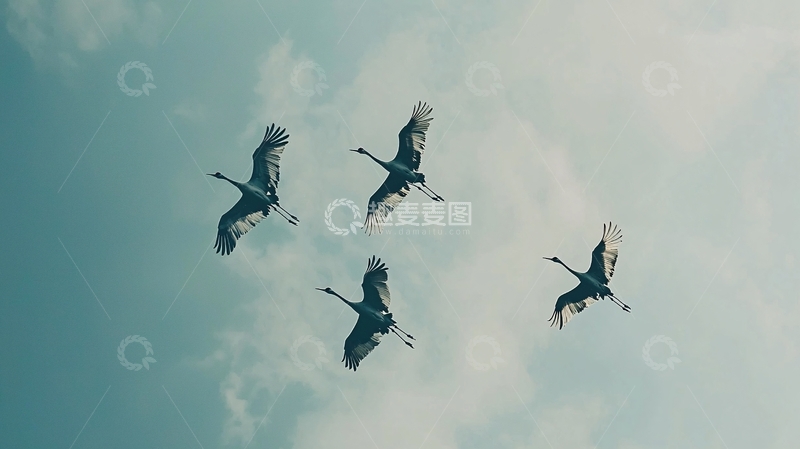 高清大图下载【趣麦麦图】蓝天白云下飞翔的丹顶鹤