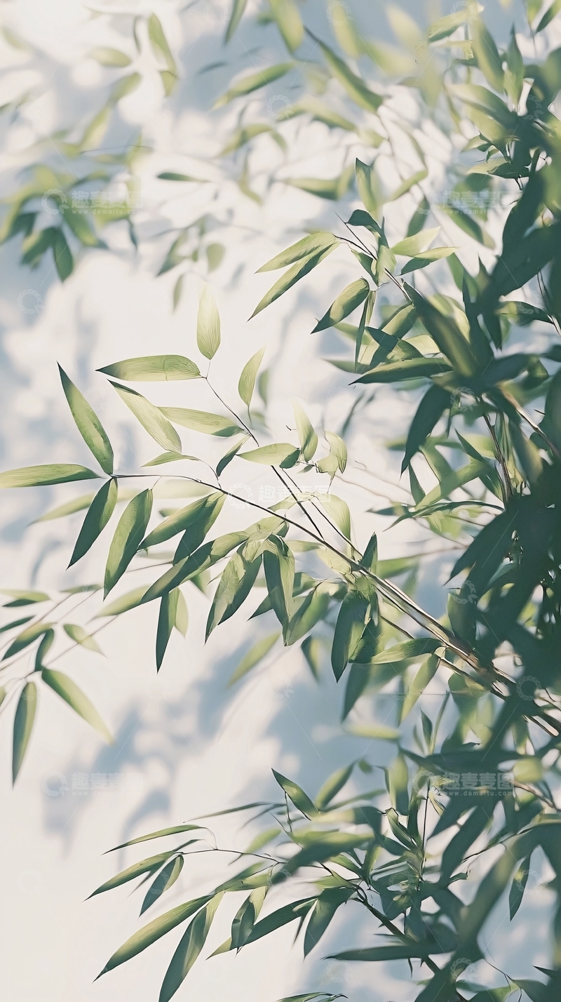 高清大图下载【趣麦麦图】光影下的绿竹枝叶