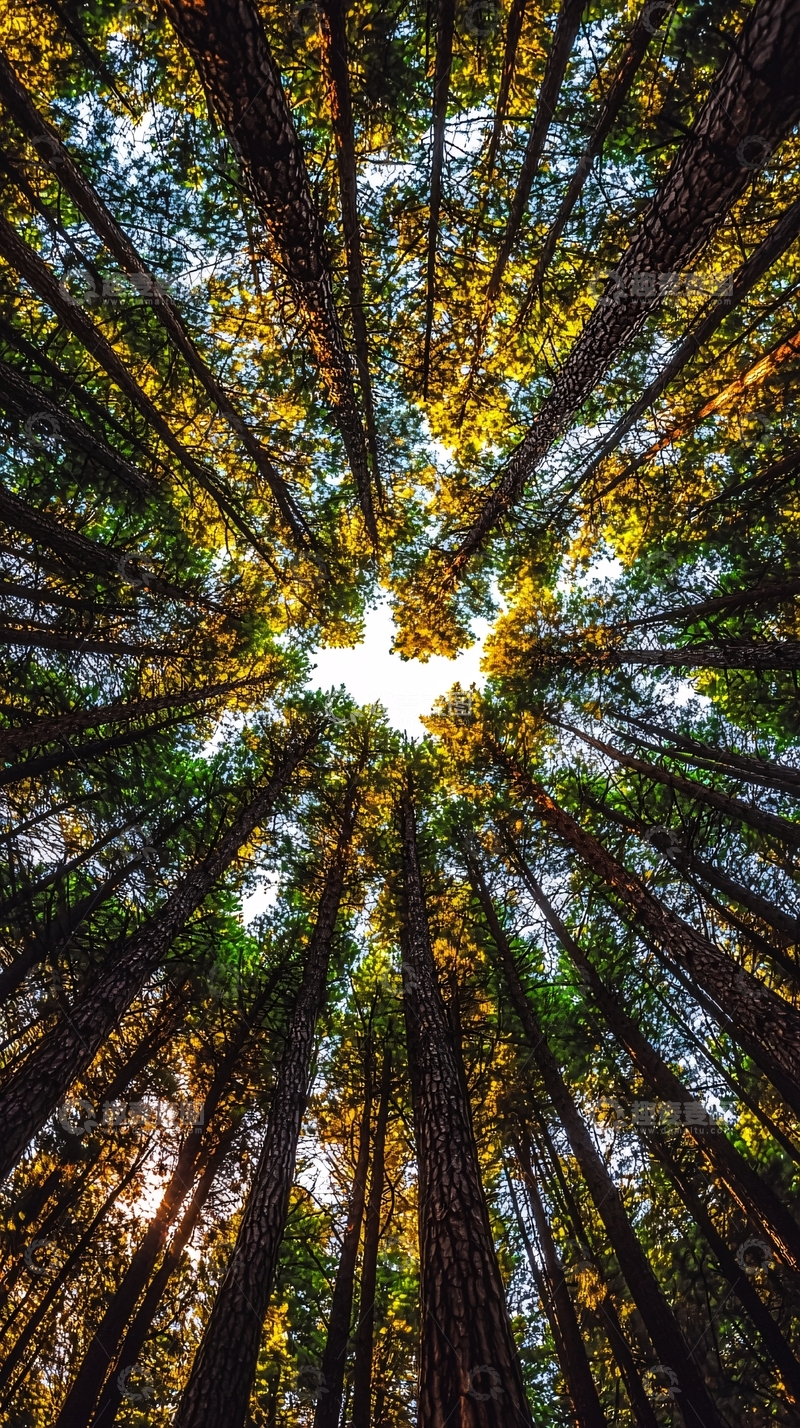 高清大图下载【趣麦麦图】仰望森林树木