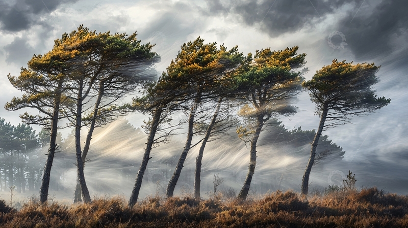 高清大图下载【趣麦麦图】光线透过云层照射松树