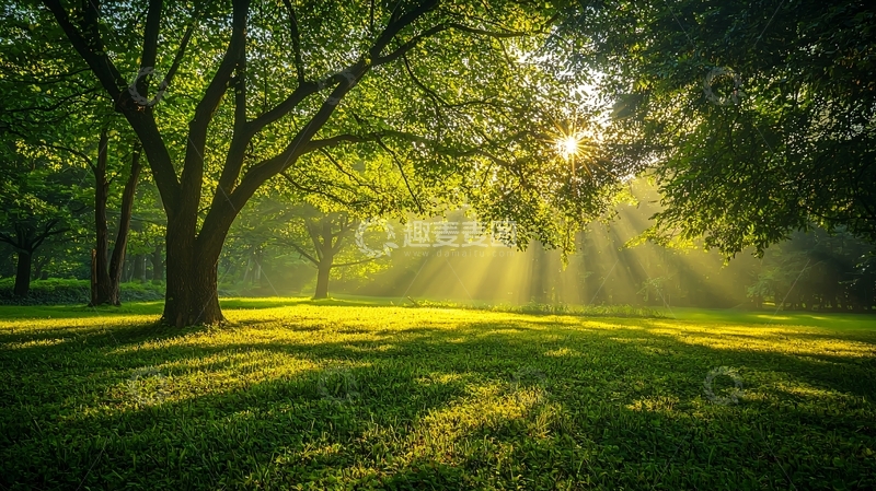 高清大图下载【趣麦麦图】阳光透过树林洒向草地
