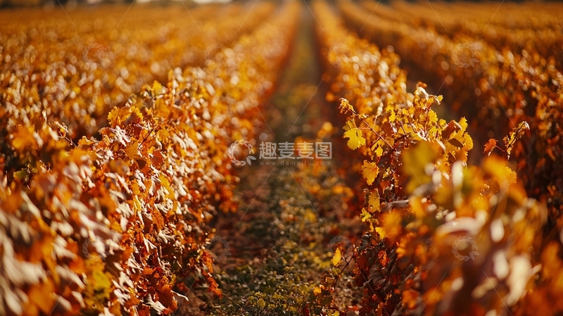 高清大图下载【趣麦麦图】秋日葡萄园