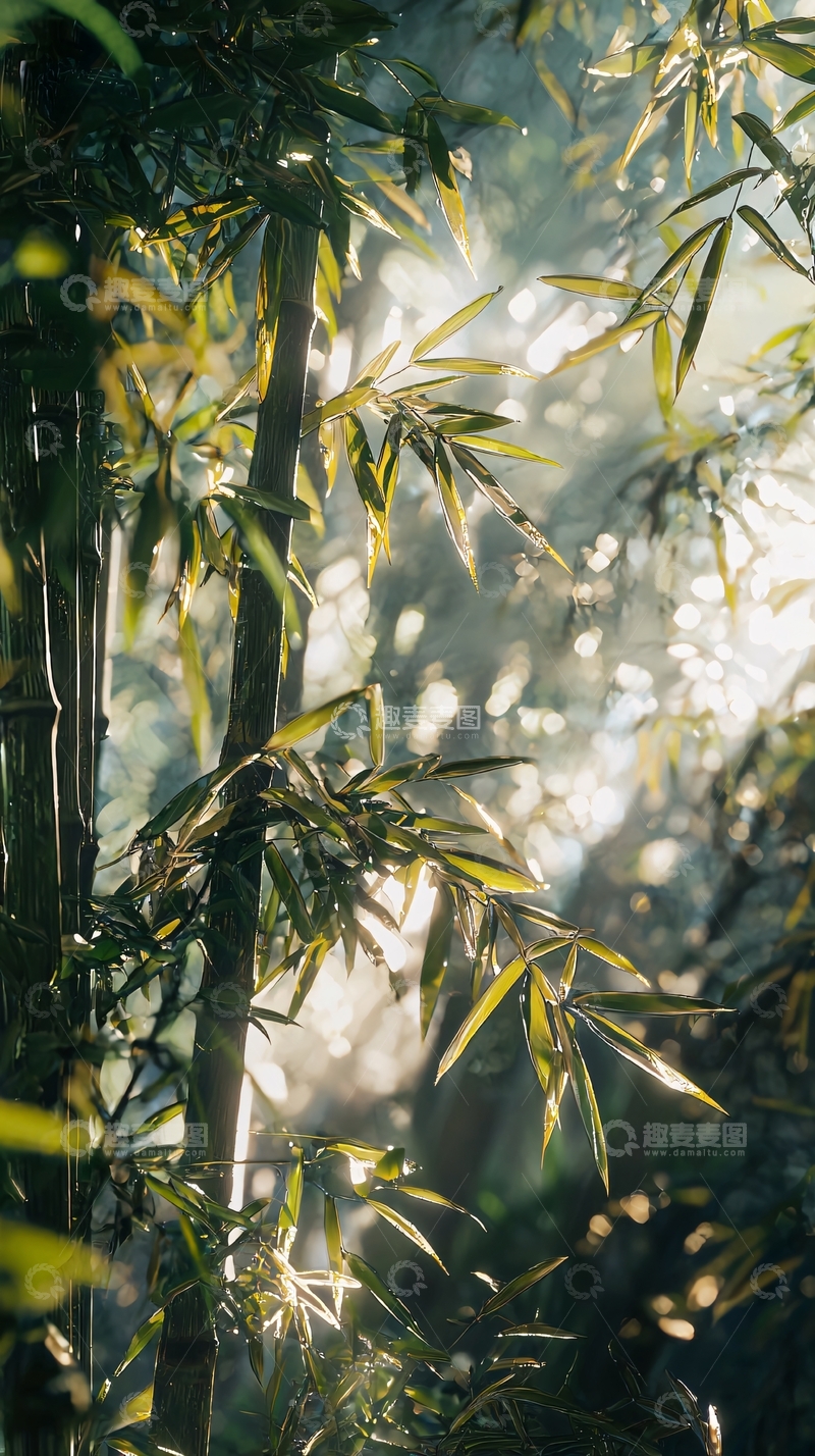高清大图下载【趣麦麦图】阳光透过竹林