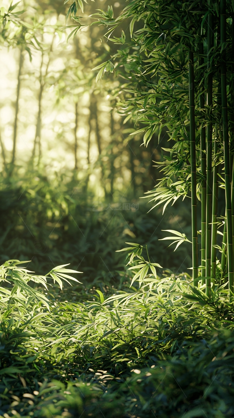 阳光透过竹林