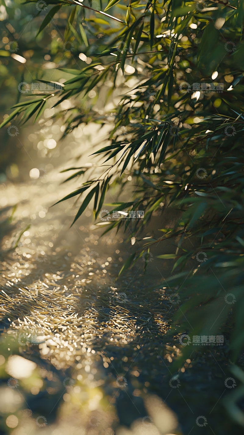 高清大图下载【趣麦麦图】阳光透过竹林