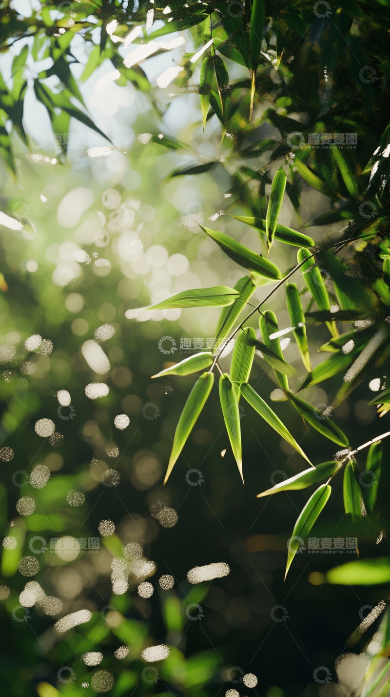 高清大图下载【趣麦麦图】阳光透过竹叶