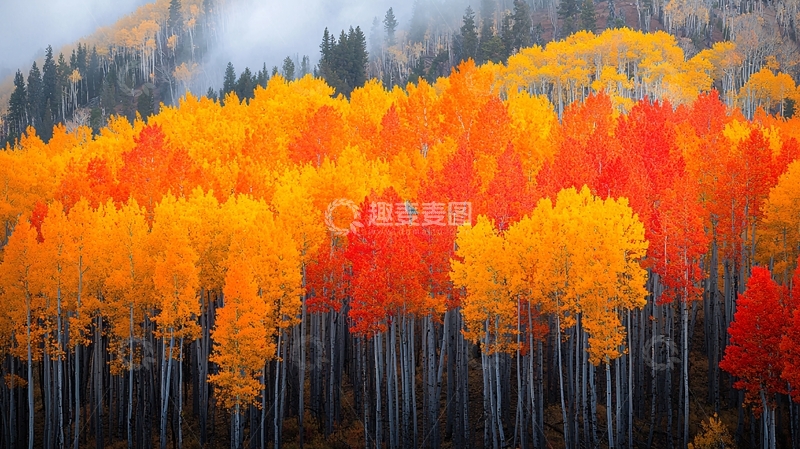高清大图下载【趣麦麦图】秋天多彩森林景观