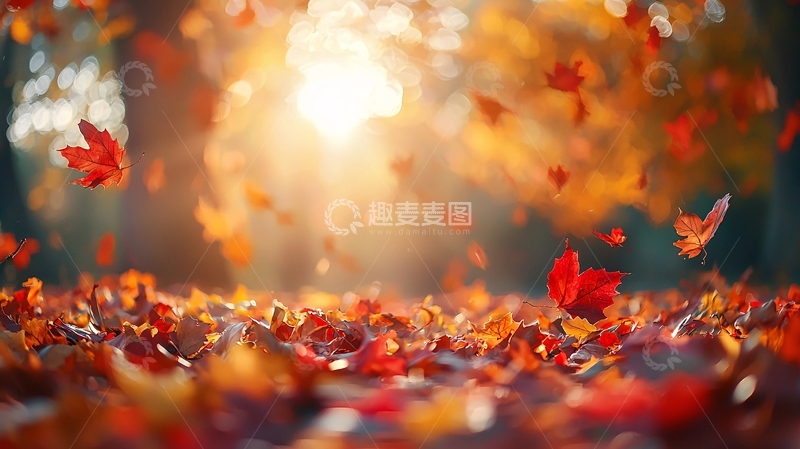 高清大图下载【趣麦麦图】金秋落叶阳光