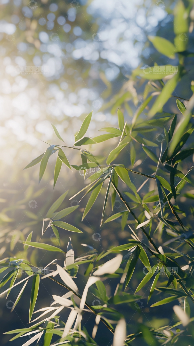 高清大图下载【趣麦麦图】阳光透过竹叶