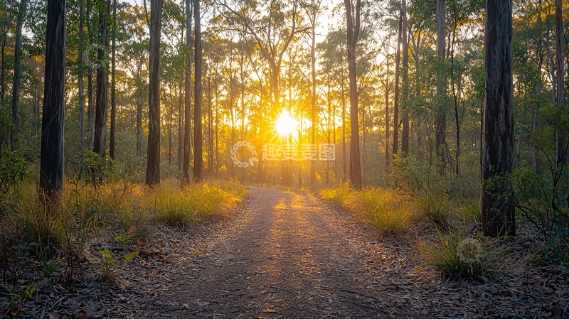 高清大图下载【趣麦麦图】阳光穿透森林的静谧小路
