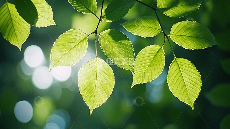 高清大图下载【趣麦麦图】清新绿叶阳光穿透